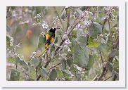 06SopaNgorongoro - 17 * Golden-winged Sunbird.